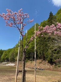 ５月１日